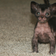 Image for article titled Humans create cat werewolves—and they're very cute and very spooky